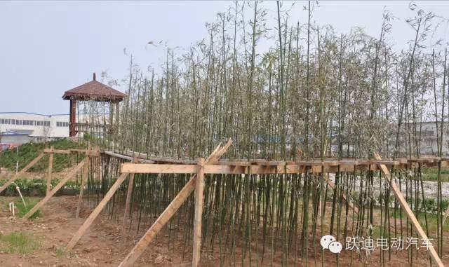 春暖花開、綠色躍迪---躍迪集團綠化工作進行中！